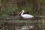 Click to see Y-WB-R50-IMG_0095.JPG
