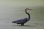 Click to see Y-WB-R50-IMG_0107.JPG