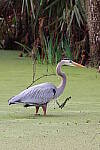 Click to see Y-WB-R50-IMG_0114.JPG