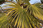 Click to see Y-WB-R50-IMG_0189.JPG