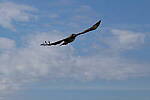 Click to see Y-WB-R50-IMG_0204.JPG