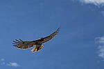 Click to see Y-WB-R50-IMG_0212.JPG