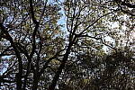 Click to see Y-WB-R50-IMG_0258-AdvancedAuto.JPG