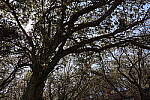 Click to see Y-WB-R50-IMG_0267.JPG
