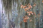 Click to see Y-JG-CANON-R8-0005.JPG
