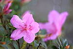 Click to see Y-JG-CANON-R8-0017.JPG