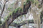 Click to see Y-JG-CANON-R8-0025.JPG