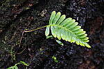 Click to see Y-JG-CANON-R8-0028.JPG