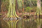 Click to see Y-JG-CANON-R8-0079.JPG