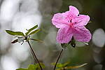 Click to see Y-JG-CANON-R8-0110.JPG