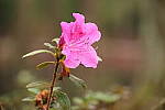 Click to see Y-JG-CANON-R8-0140.JPG