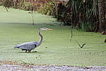 Click to see Y-JG-CANON-R8-0149.JPG