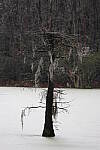 Click to see Y-JG-CANON-R8-0156.JPG