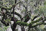 Click to see Y-JG-CANON-R8-0166.JPG