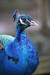 Click to see Y-JG-CANON-R8-0181.JPG