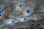 Click to see Y-JG-CANON-R8-0191.JPG