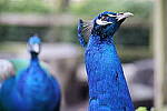 Click to see Y-JG-CANON-R8-0197.JPG