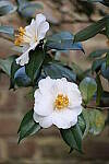 Click to see Y-JG-CANON-R8-0272.JPG