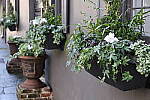 Click to see Y-JG-CANON-R8-0291.JPG