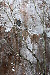 Click to see Y-JG-CANON-R8-0317.JPG