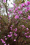 Click to see Y-WB-R8-IMG_0041.JPG