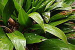 Click to see Y-WB-R8-IMG_0061.JPG