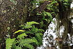Click to see Y-WB-R8-IMG_0093.JPG