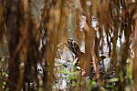 Click to see Y-WB-R8-IMG_0115.JPG