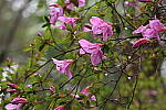 Click to see Y-WB-R8-IMG_0121.JPG