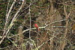 Click to see Y-WB-R8-IMG_0126.JPG