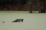 Click to see Y-WB-R8-IMG_0138.JPG