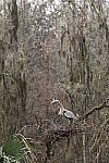 Click to see Y-WB-R8-IMG_0152.JPG