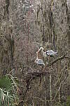 Click to see Y-WB-R8-IMG_0169.JPG