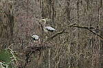 Click to see Y-WB-R8-IMG_0213.JPG