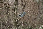 Click to see Y-WB-R8-IMG_0220.JPG