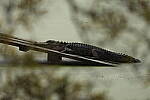 Click to see Y-WB-R8-IMG_0277.JPG