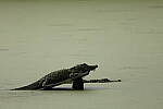 Click to see Y-WB-R8-IMG_0310.JPG