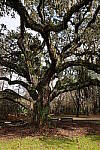 Click to see Y-WB-R8-IMG_0369.JPG