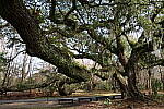 Click to see Y-WB-R8-IMG_0372.JPG