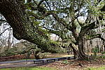 Click to see Y-WB-R8-IMG_0375.JPG