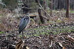 Click to see Y-WB-R8-IMG_0384.JPG