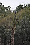 Click to see Y-WB-R8-IMG_0392.JPG