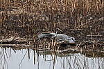 Click to see Y-WB-R8-IMG_0397.JPG