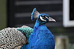 Click to see Y-WB-R8-IMG_0426.JPG