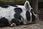 Click to see Y-WB-R8-IMG_0464.JPG