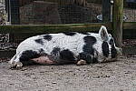 Click to see Y-WB-R8-IMG_0466.JPG