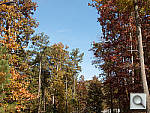 Click to see S110PINE_ACRu500r03.JPG
