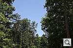 Click to see SL1PINE.JPG