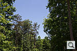 Click to see SL1PINE_ACRu300r03.JPG
