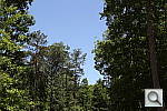 Click to see SL1PINE_DPP.JPG